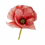 Aquarelle simple de fleurs roses – exemple facile pour peindre des fleurs à l’aquarelle lorsqu’on débute