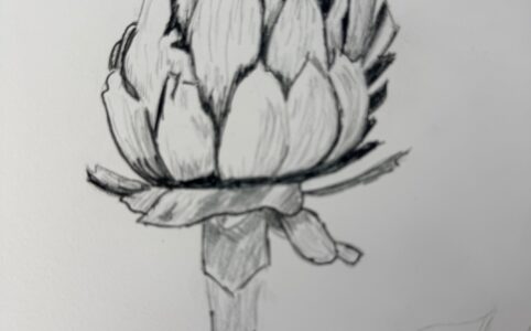 dessiner un artichaut facilement dessin au crayon étape par étape