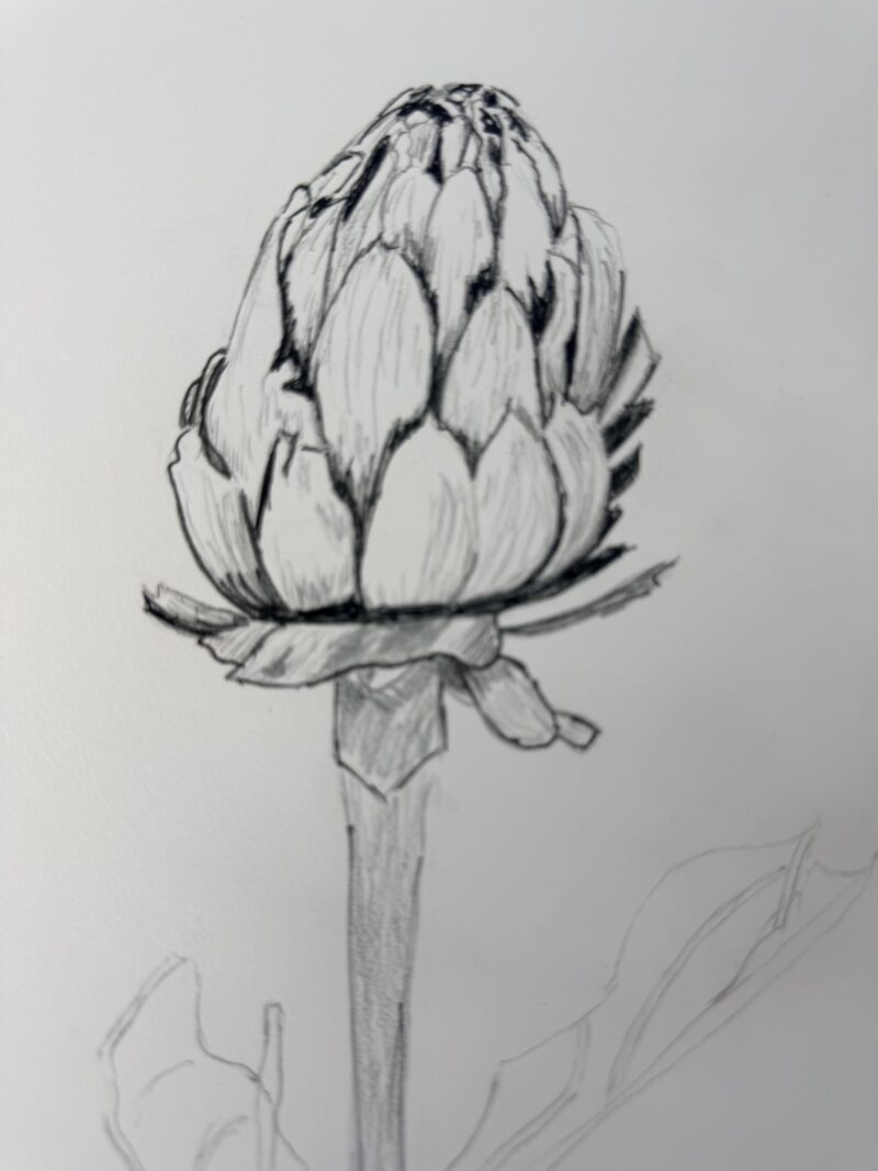 dessiner un artichaut facilement dessin au crayon étape par étape