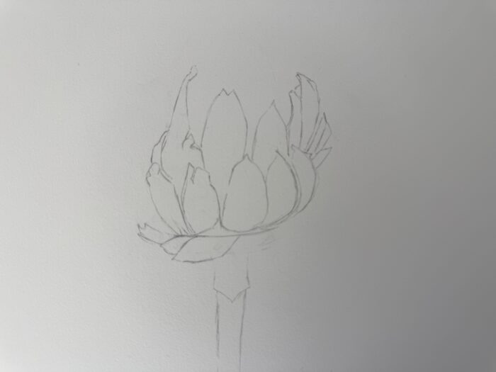 dessiner un artichaut étape 2 construction pétales