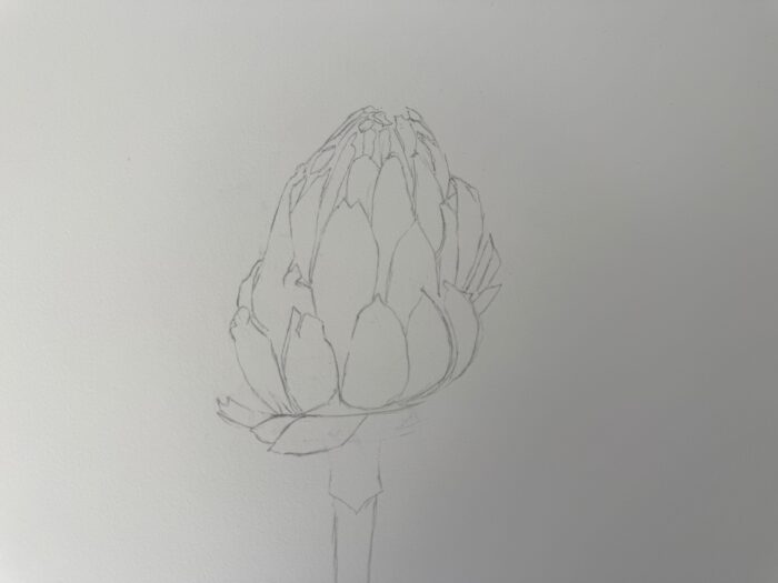 dessin artichaut volume pétales superposition