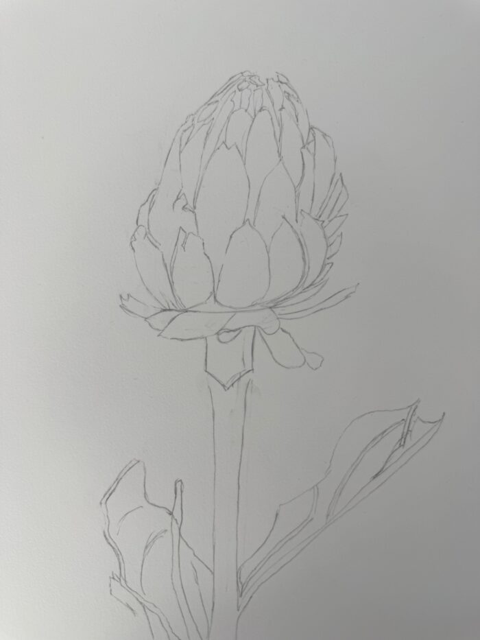 dessin artichaut feuilles finition