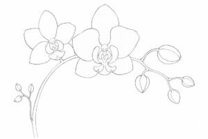 dessin orchidee facile au crayon fleur de printemps pour debutant avec formes simples et branche